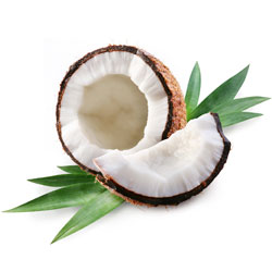 Coconut